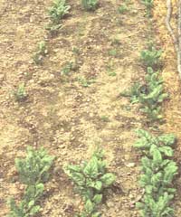 Accessing the Health of the Garden Image